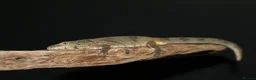 Gecko reptiles for sale: Eurydactylodes vieillardi - chameleon gecko - Advert 1