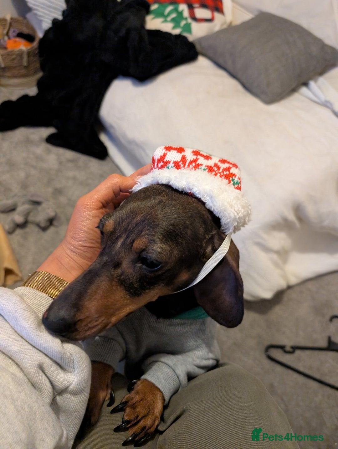Miniature Dachshund dogs for sale: Adorable Female Mini Dachshund  - Advert 3
