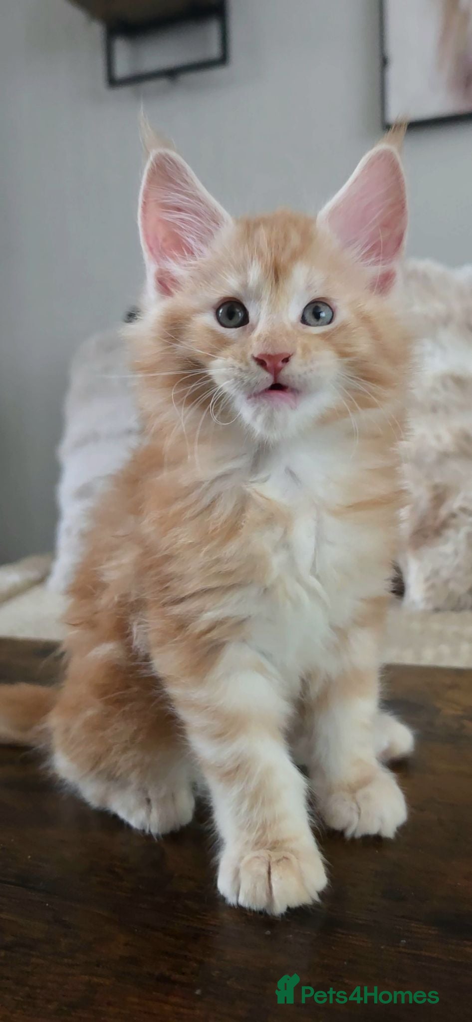 Maine Coon cats MAINE COON Kitten's  Price drop!!!!redy in August. - Advert 1