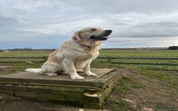 Golden Retriever dogs for stud: STUD - KC Registered - Golden Retriever  in Bishop Auckland - Image 1