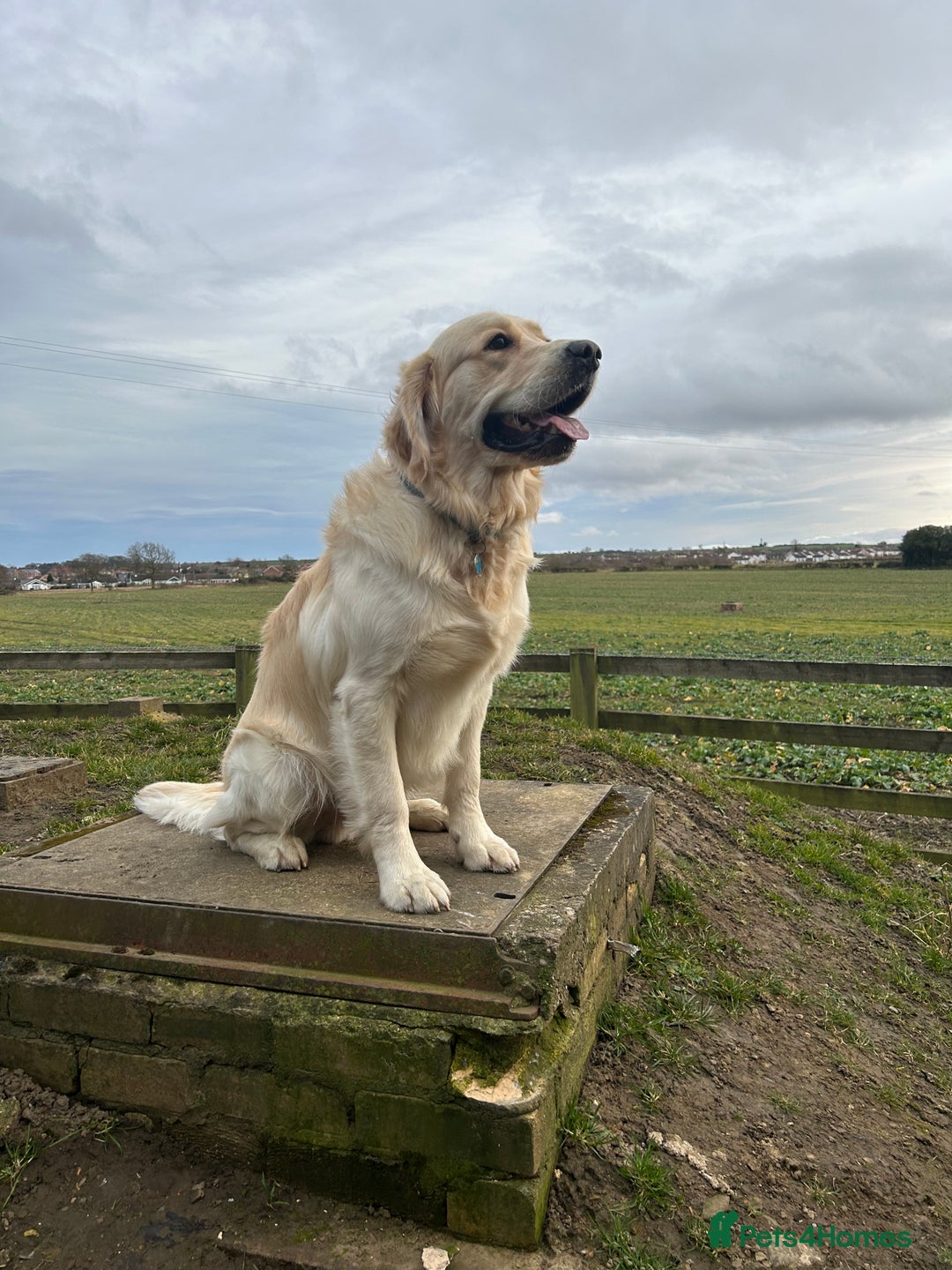 Golden Retriever dogs for stud: STUD - KC Registered - Golden Retriever  in Bishop Auckland - Image 1