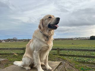 Golden Retriever dogs STUD - KC Registered - Golden Retriever in Bishop Auckland - Advert 3