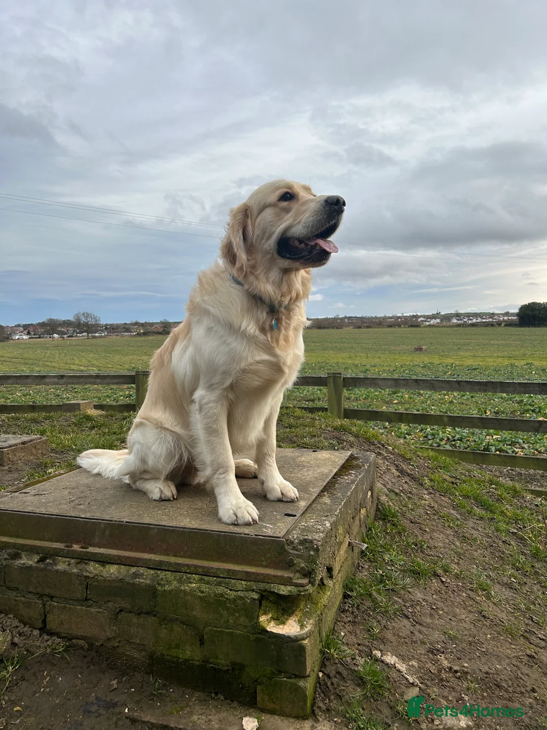 Golden Retriever dogs for stud: STUD - KC Registered - Golden Retriever  in Bishop Auckland - Advert 1