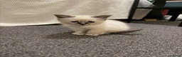 Birman cats for sale: Birman kittens  - Advert 7
