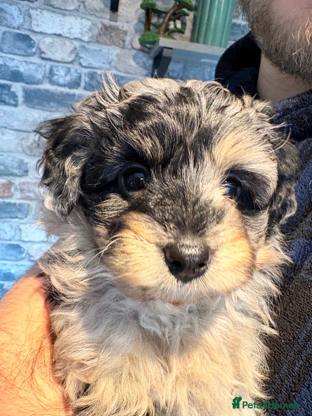 Mixed Breed dogs for sale: Cockapoo cross Pomeranian puppies for sale - Advert 5