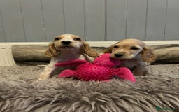 Cocker Spaniel dogs for sale: Health tested cocker spaniel puppies  - Image 2