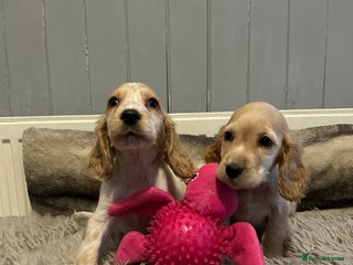 Cocker Spaniel dogs - Advert 1