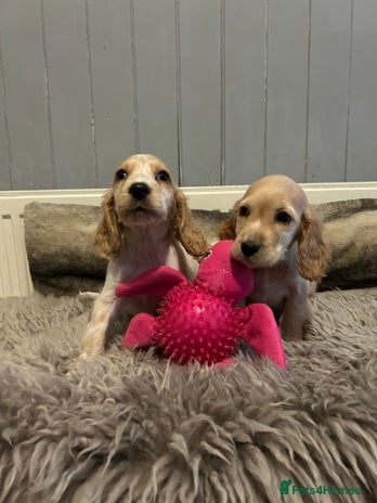 Cocker Spaniel dogs - Advert 1