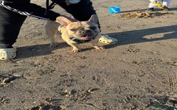 French Bulldog dogs for sale: Fawn French bulldog  - Image 4