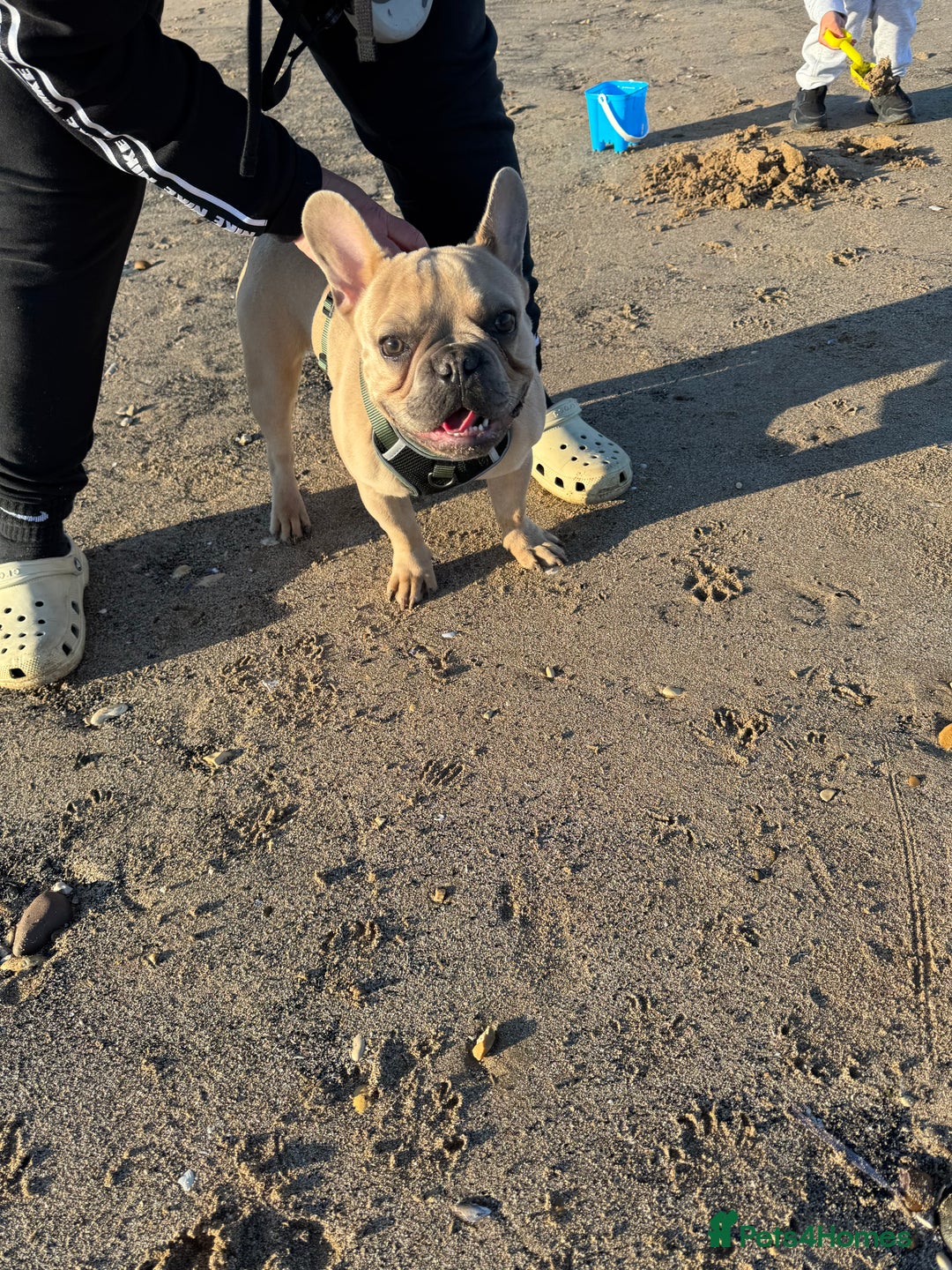 French Bulldog dogs for sale: Fawn French bulldog  - Image 4