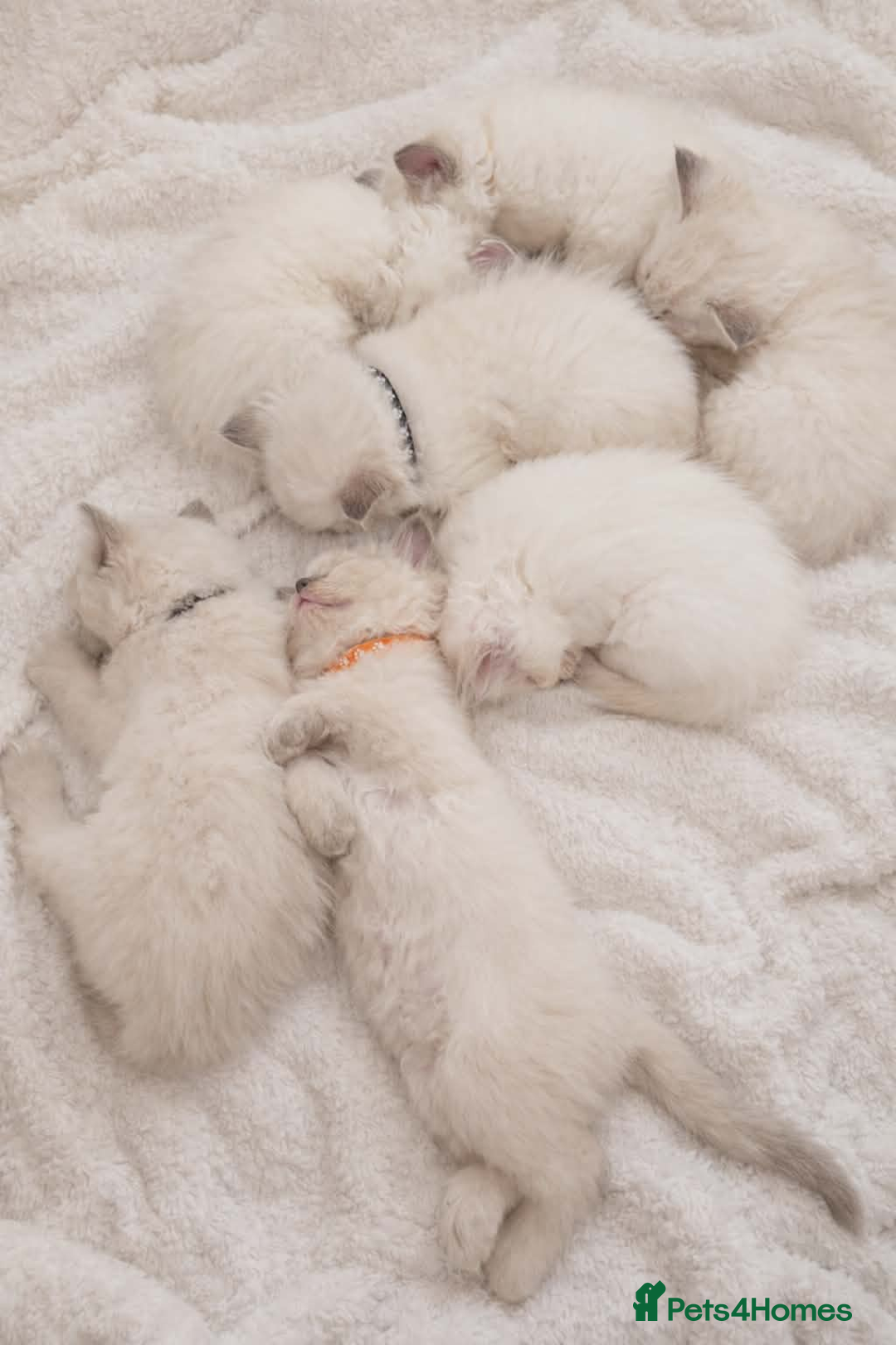 Ragdoll cats for sale: ✨RARE ALL LILAC LITTER GCCF&TICA Ragdoll Kittens✨ - Advert 2