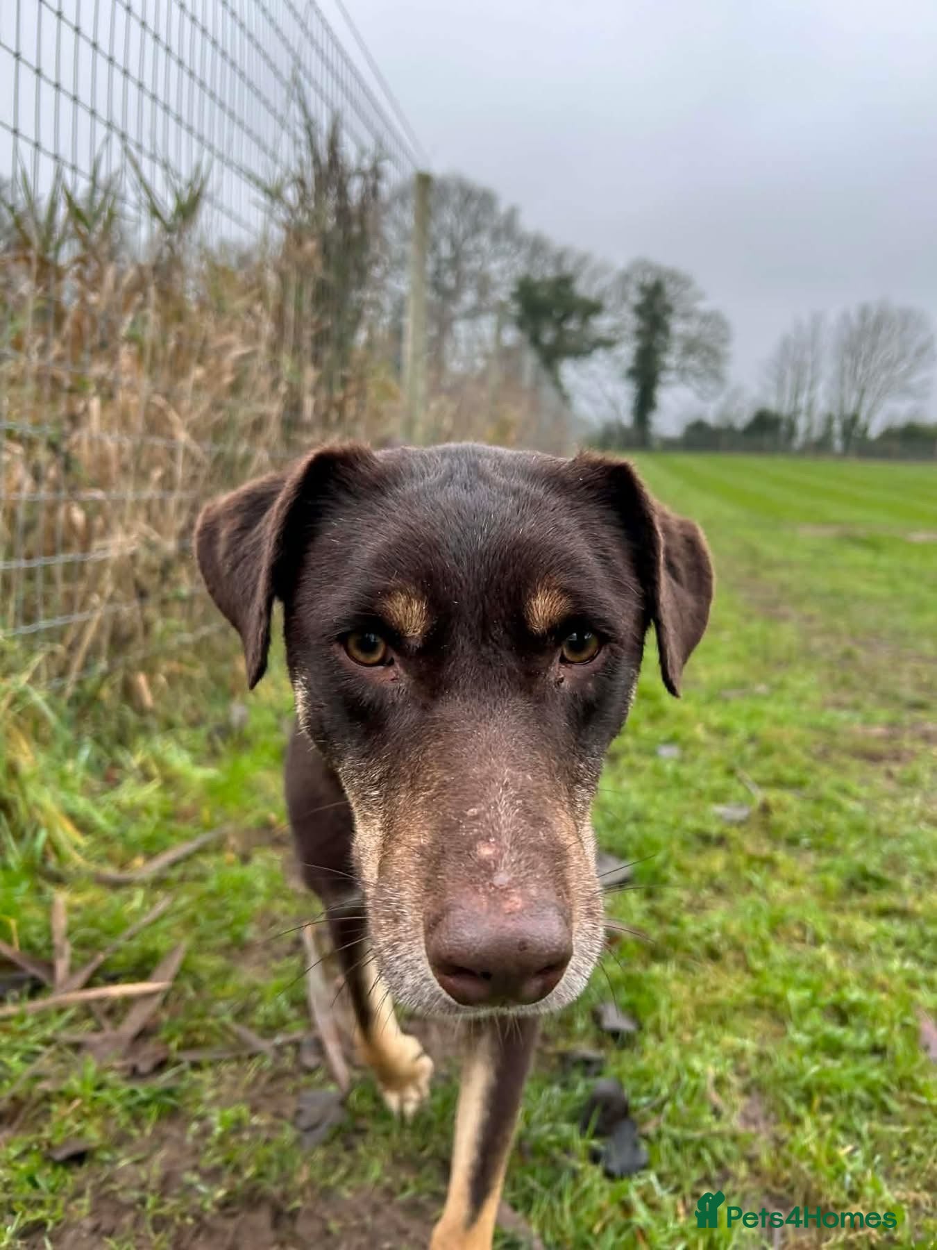 Mixed Breed dogs Dobby - Norwich Norfolk  - Advert 2