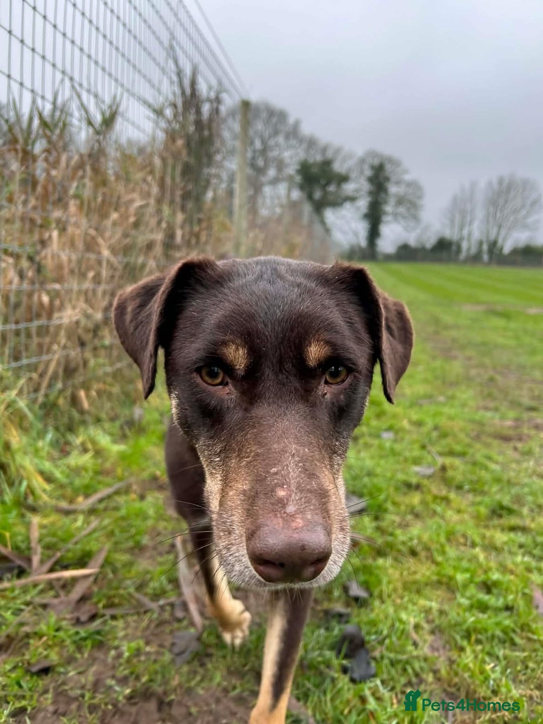 Mixed Breed dogs for adoption: Dobby - Norwich Norfolk  - Advert 1