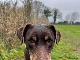 Mixed Breed dogs Dobby - Norwich Norfolk - Advert 2