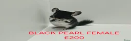 Chinchilla rodents for sale: HANDLED & TAME CHINCHILLA MIX COLOURS AND GENDER - Advert 8