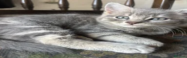  Grey and white 