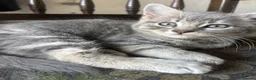 Mixed Breed cats for sale: Adorable kittens  - Advert 8