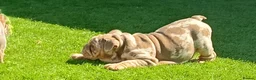 English Bulldog dogs for sale: 8 Stunning bulldog puppies, 4 males,4 females - Advert 14