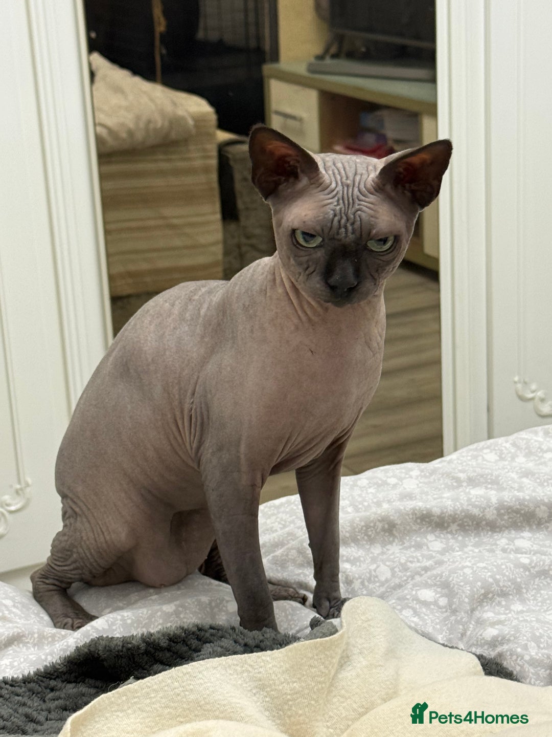 Sphynx cats for stud: TICA Registered Active, stunning Canadian Sphynx i - Advert 5