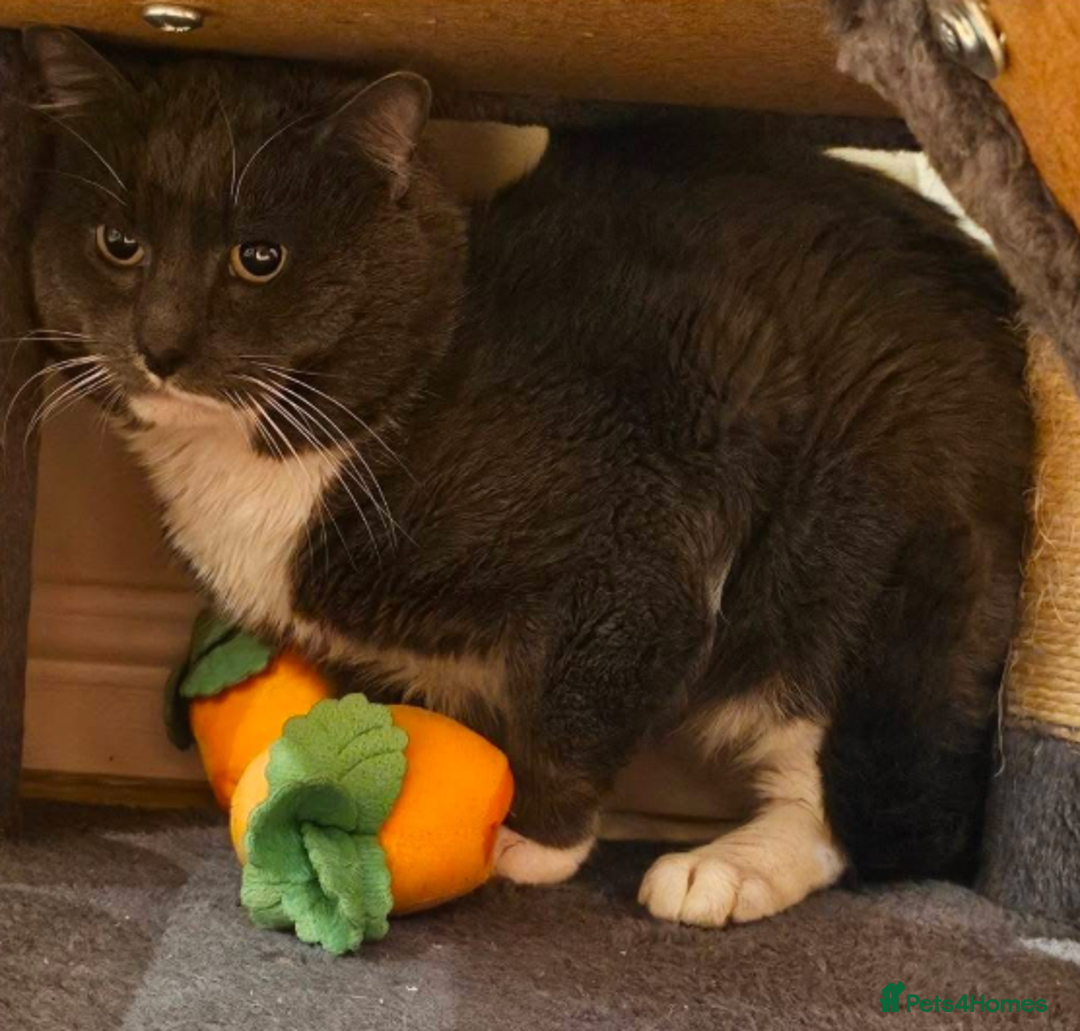 Mixed Breed cats for adoption: Thor  - Advert 1