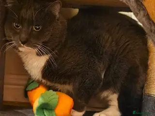 Mixed Breed cats Thor - Advert 9