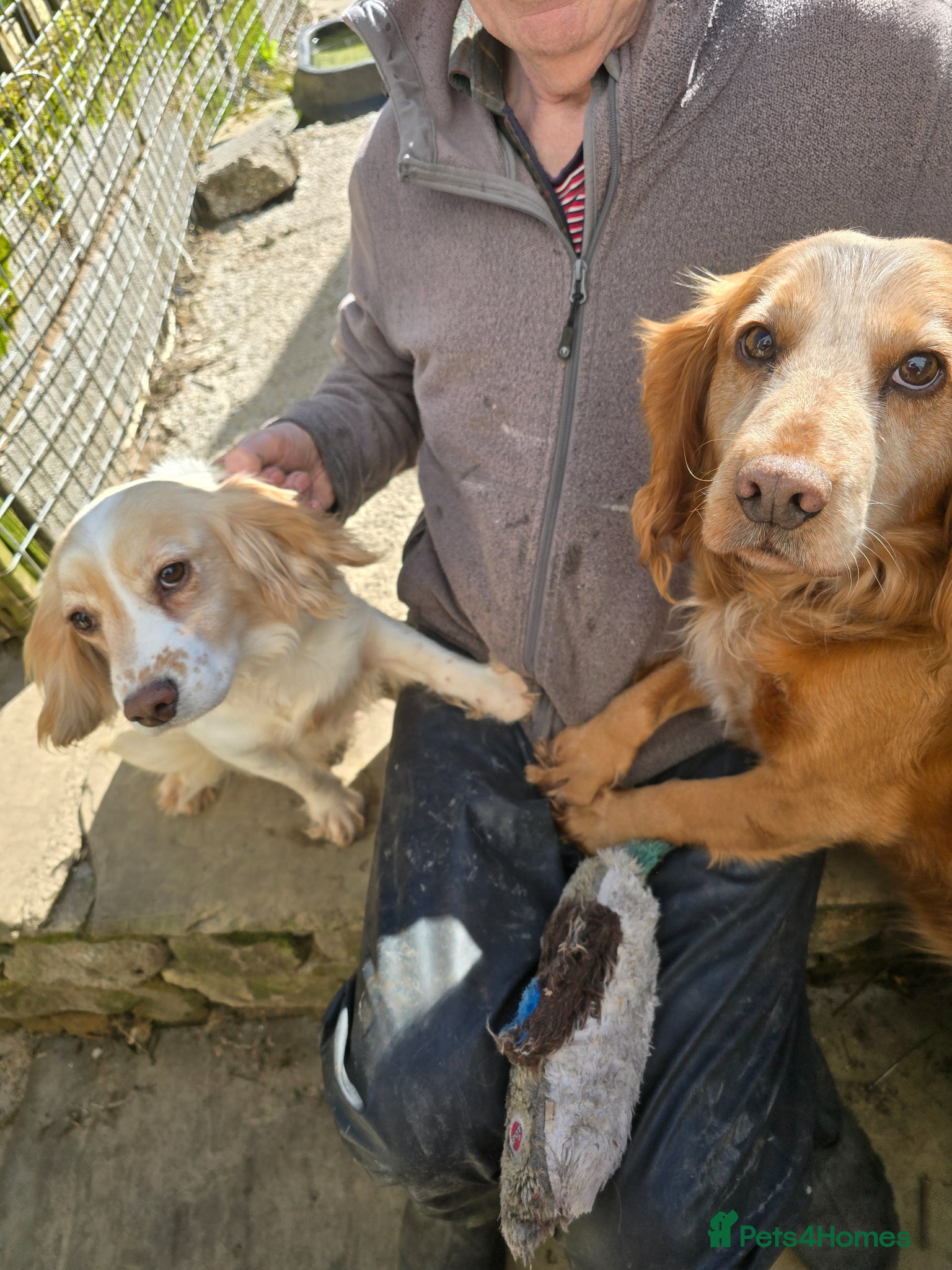 Cocker Spaniel dogs for sale: An intelligent,healthy male working type - Advert 4