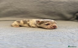 French Bulldog dogs for sale: 🐶 Beautiful Litter Of French Bulldogs 🐶 - Image 10