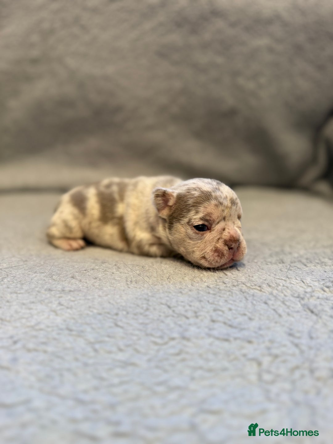 French Bulldog dogs for sale: 🐶 Beautiful Litter Of French Bulldogs 🐶 - Image 10