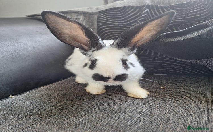 Continental Giant rabbits - Advert 4