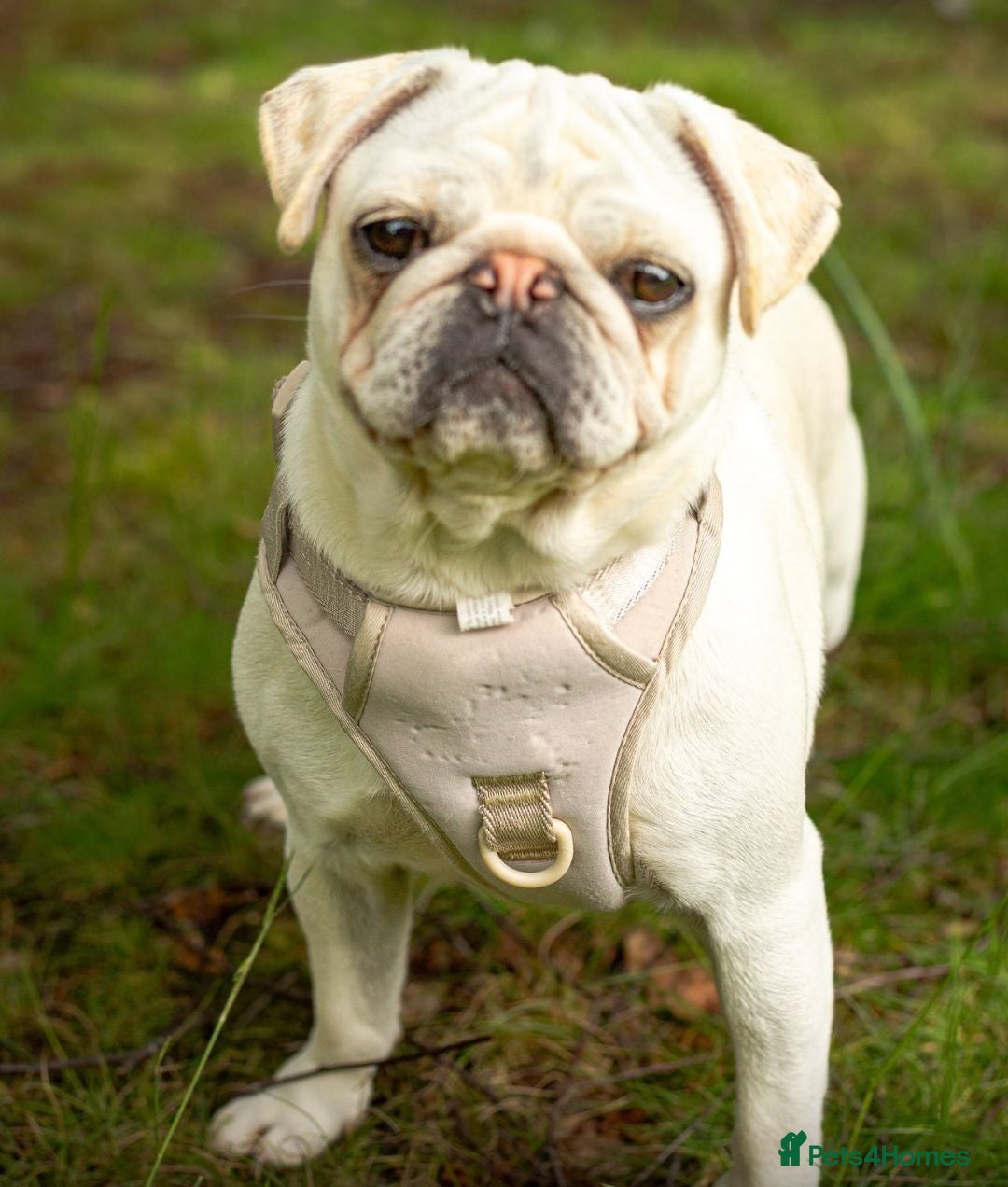 Pug dogs Pug puppies  - Advert 2