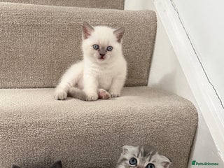 British Shorthair cats British Shorthair vs Scottish Fold - Advert 11