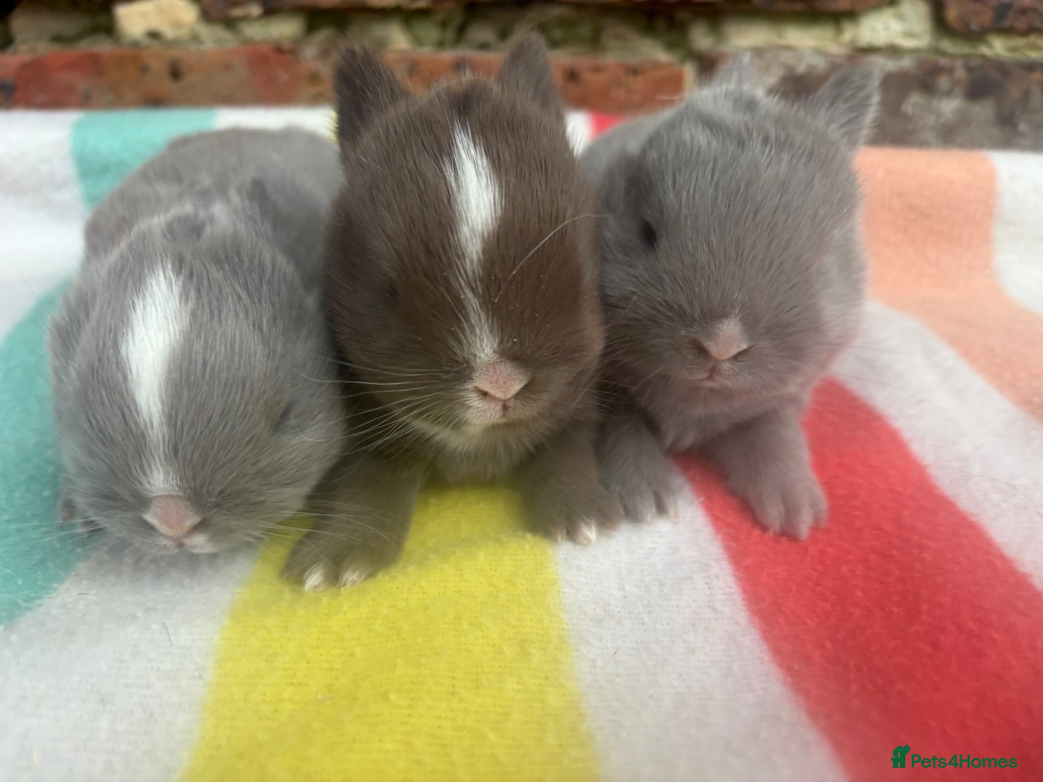 Netherland Dwarf rabbits Sweet Chocolate and blue Netherland Dwarf bunnies - Advert 4