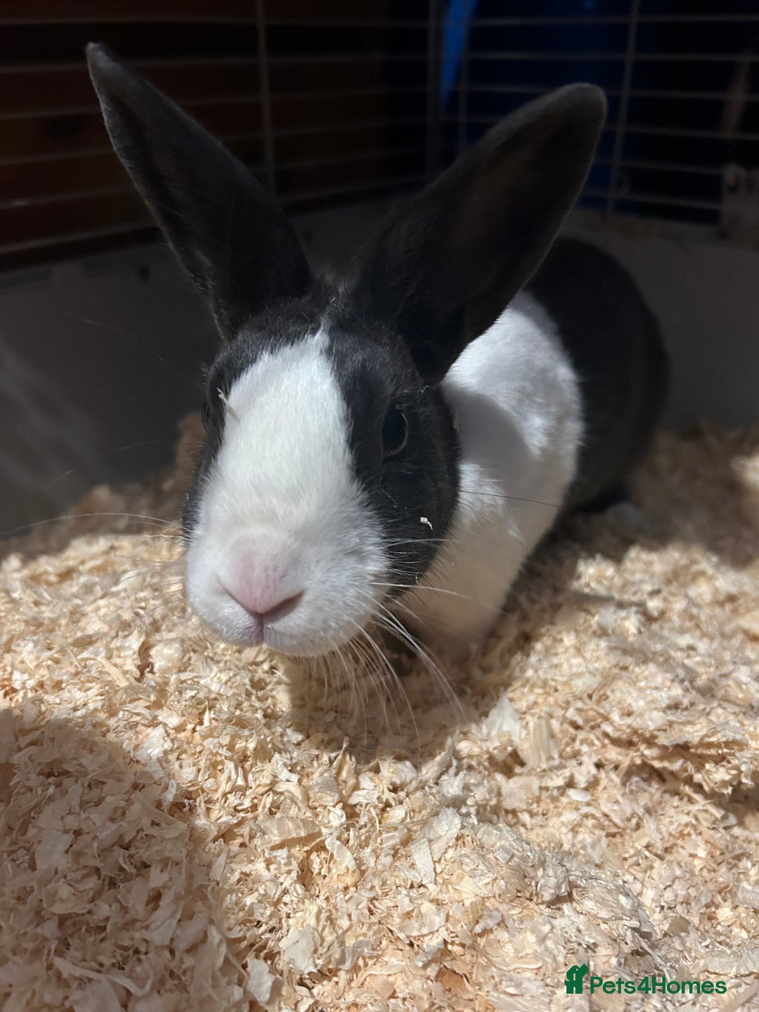 Dutch rabbits for sale: Lovely Dutch rabbit - Advert 5