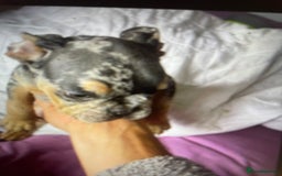 French Bulldog dogs for sale: Kc registered 12 week old French. Bulldogs  - Image 2