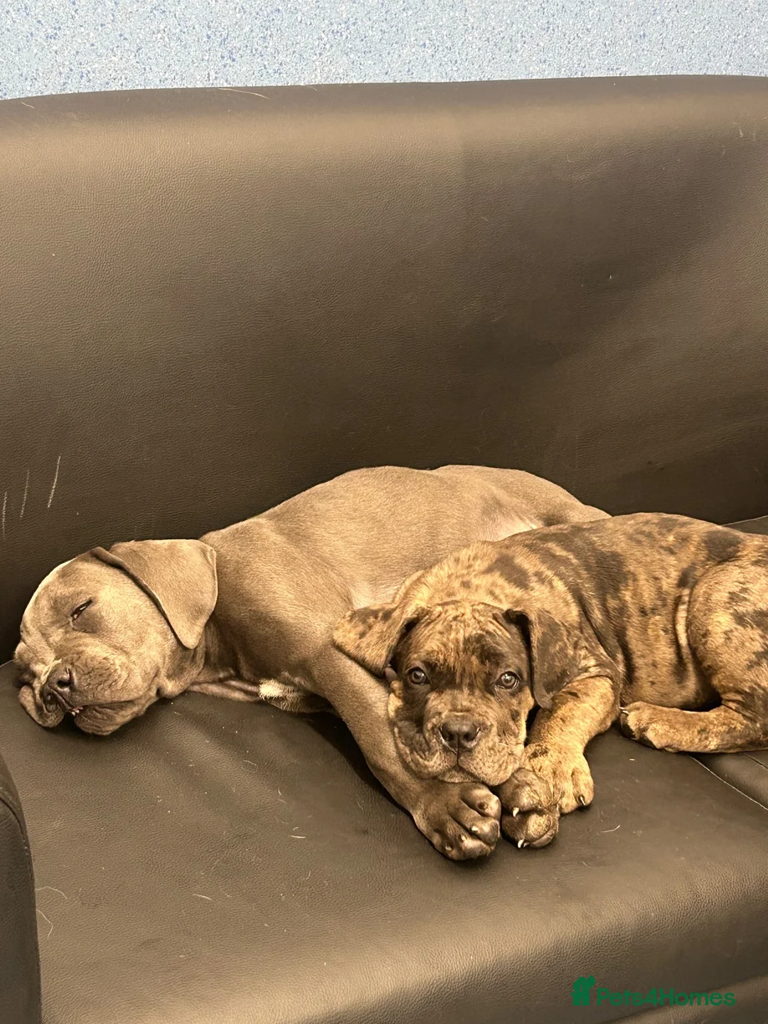 Cane Corso dogs for sale: HANDSOME CANE CORSO PUPPIES - Advert 18