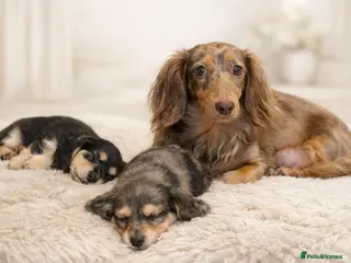 Miniature Dachshund dogs READY BANK HOLIDAY WEEKEND. Stunning longhaired ♥️ - Advert 5