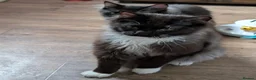 Ragdoll cats for sale: Gorgeous Tuxedo Smoke Ragdoll Cross Boy - Advert 4