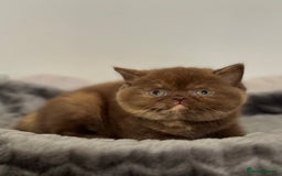 British Shorthair cats for sale: Exceptional BSH Girls, Champion Bloodlines - Advert 12