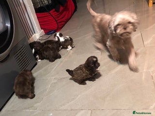 Shih Tzu dogs 6 beautiful shih tzu puppies - Advert 1