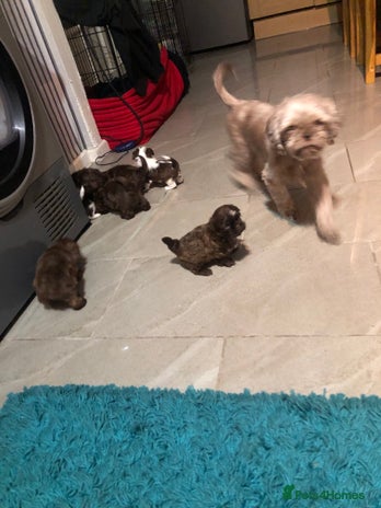 Shih Tzu dogs 6 beautiful shih tzu puppies - Advert 15