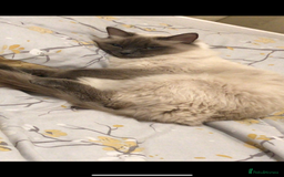 Ragdoll cats for sale: Pheobe - Image 2