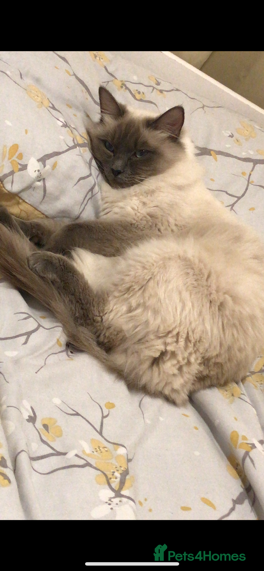 Ragdoll cats for sale: Pheobe - Image 2