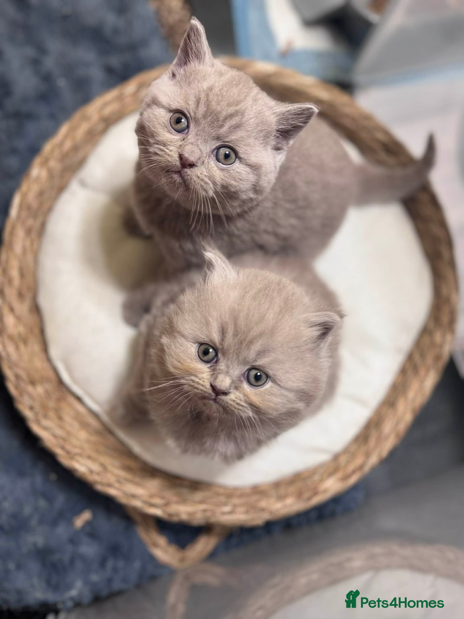 British Shorthair cats 🐾100% pedigree GCCF reg BSH Kittens  - Advert 15
