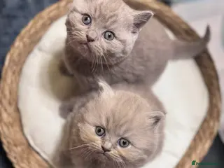 British Shorthair cats 🐾100% pedigree GCCF reg BSH Kittens - Advert 15