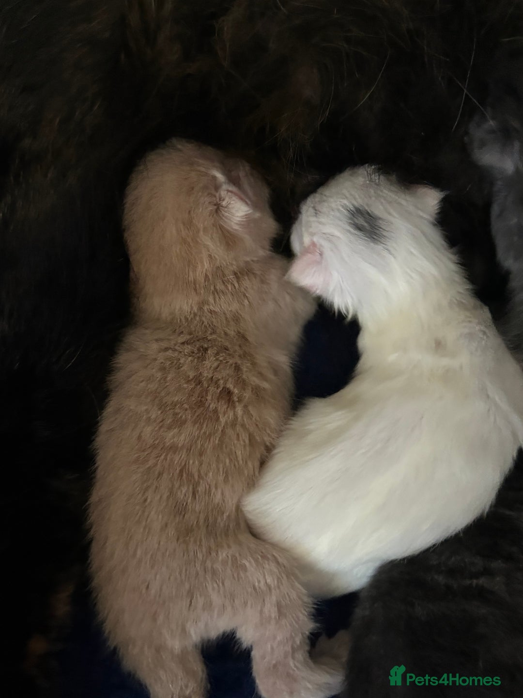 Mixed Breed cats for sale: Beautiful little of kittens  - Image 9
