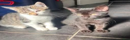 Mixed Breed cats for sale: Kittens  - Advert 4