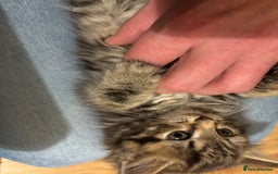 Mixed Breed cats for sale: Three Cute Kittens Available  - Advert 8