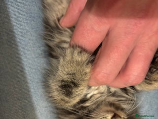 Mixed Breed cats Three Cute Kittens Available - Advert 14