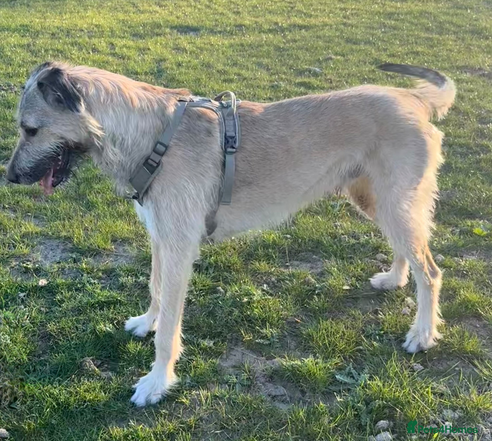 Irish Wolfhound dogs KC IRISH WOLFHOUND 2yo Male - Advert 3