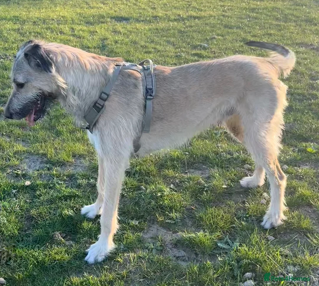Irish Wolfhound dogs for sale: KC IRISH WOLFHOUND 2yo Male - Advert 1